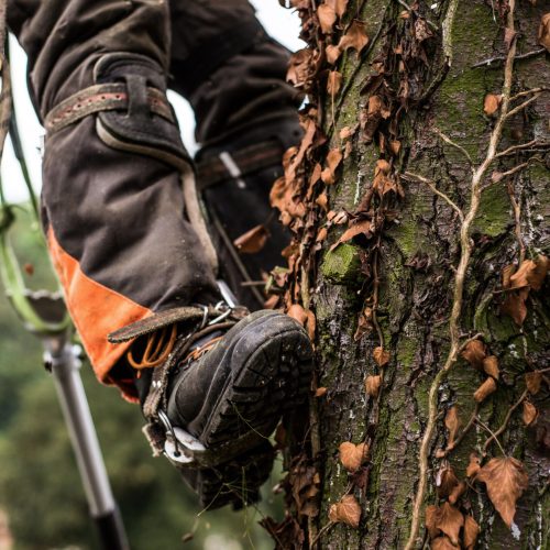 A midsection of legs of arborist man with harness cutting a tree, climbing.