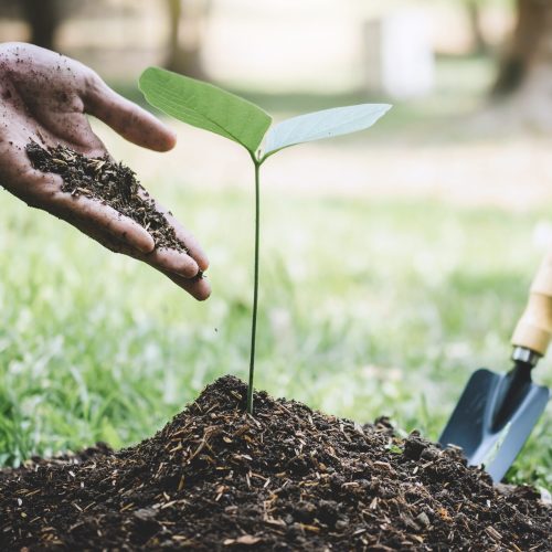 Planting a tree, Hands of young man were planting the seedlings and tree growing into soil while working in the garden as save the world, earth day, nature, environment and ecology concept.