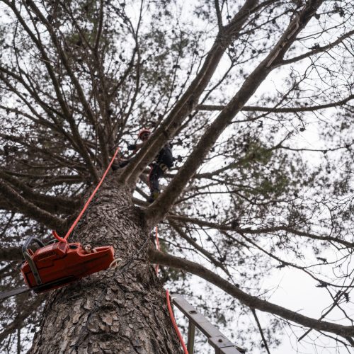 Arborist pruning a tall pine tree using rope access techniques and a chainsaw